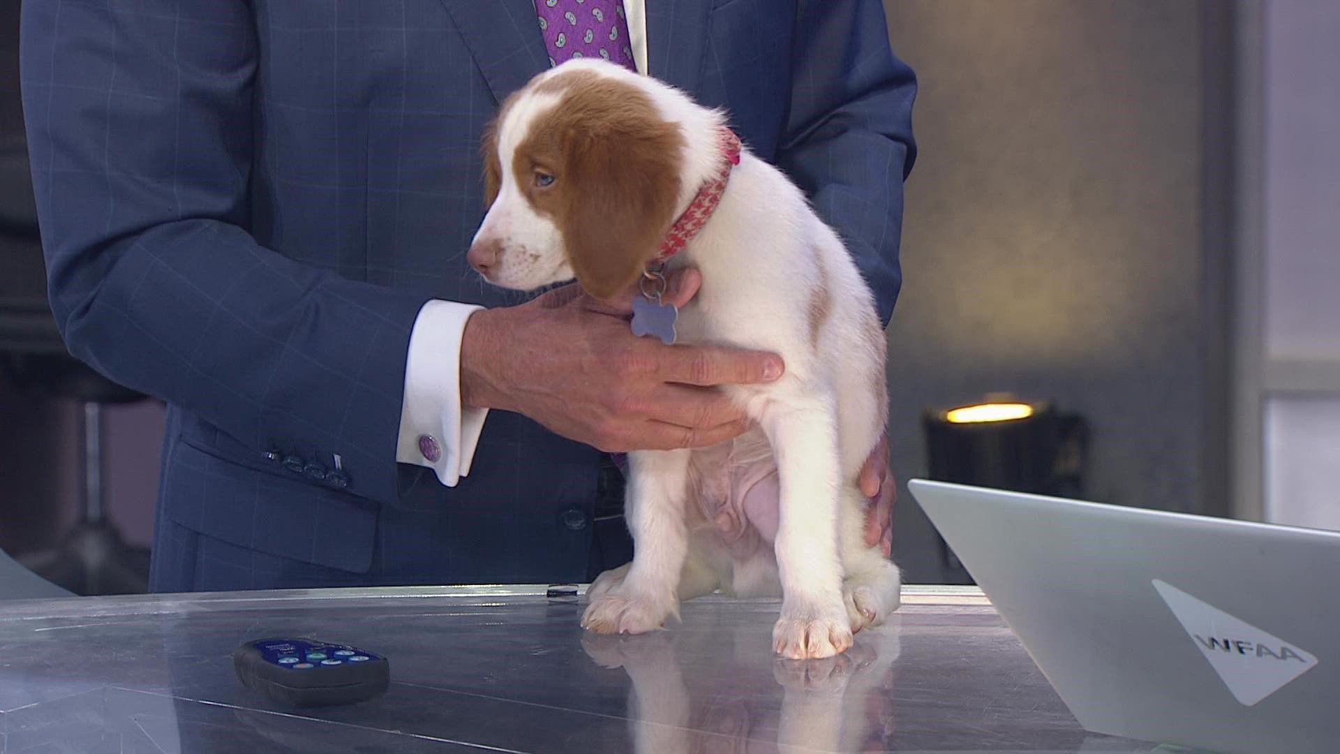 wfaa-s-pete-delkus-has-a-new-dog-and-we-re-already-in-love-wfaa-com