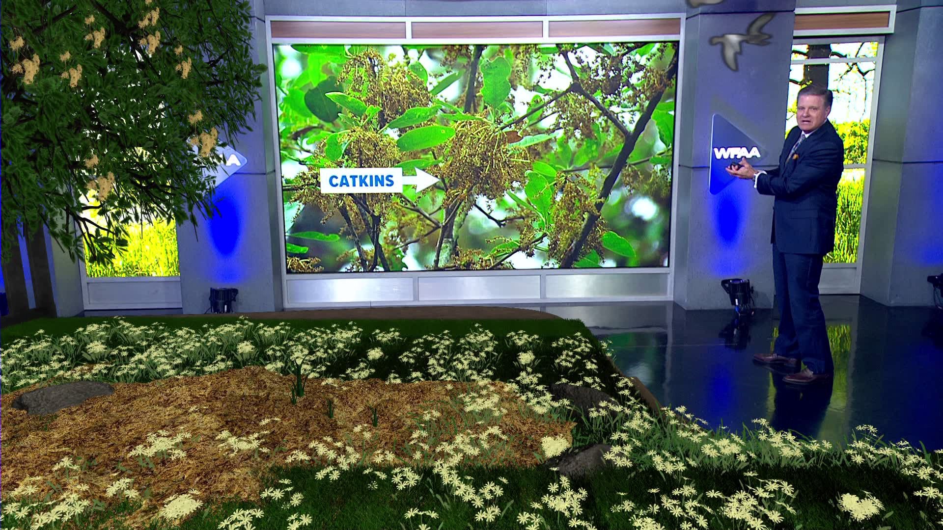 DFW Weather As spring comes around, catkins are showing up. But what