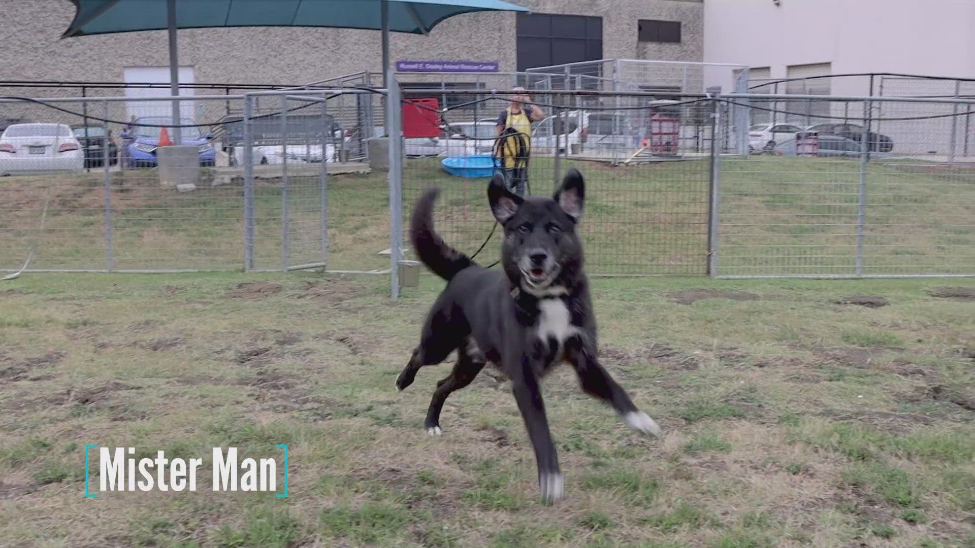 Mister Man is available for adoption through the SPCA of Texas.