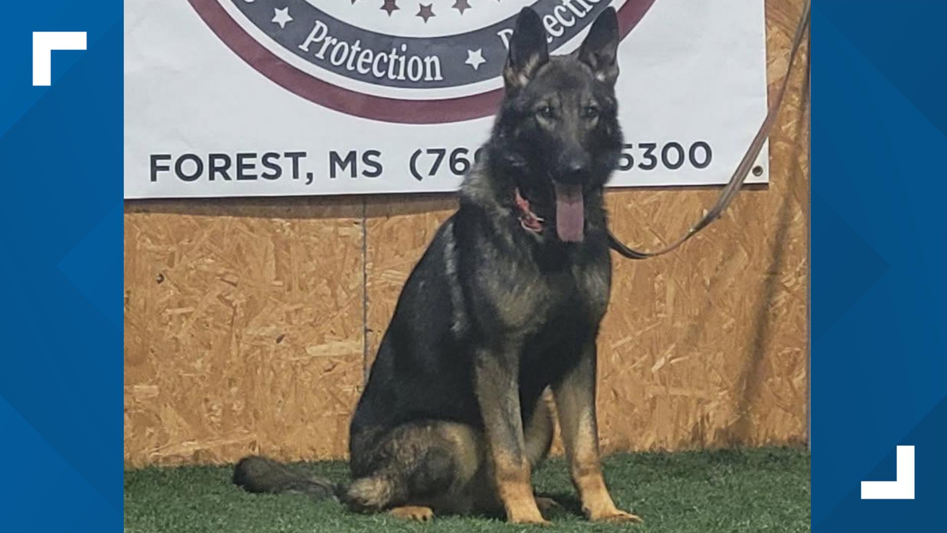 Officer charged with animal cruelty after K9 partner dies following ...