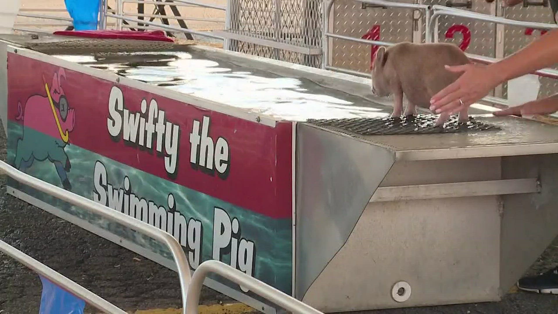 Unique show makes a splash at North Texas Fair and Rodeo | wfaa.com