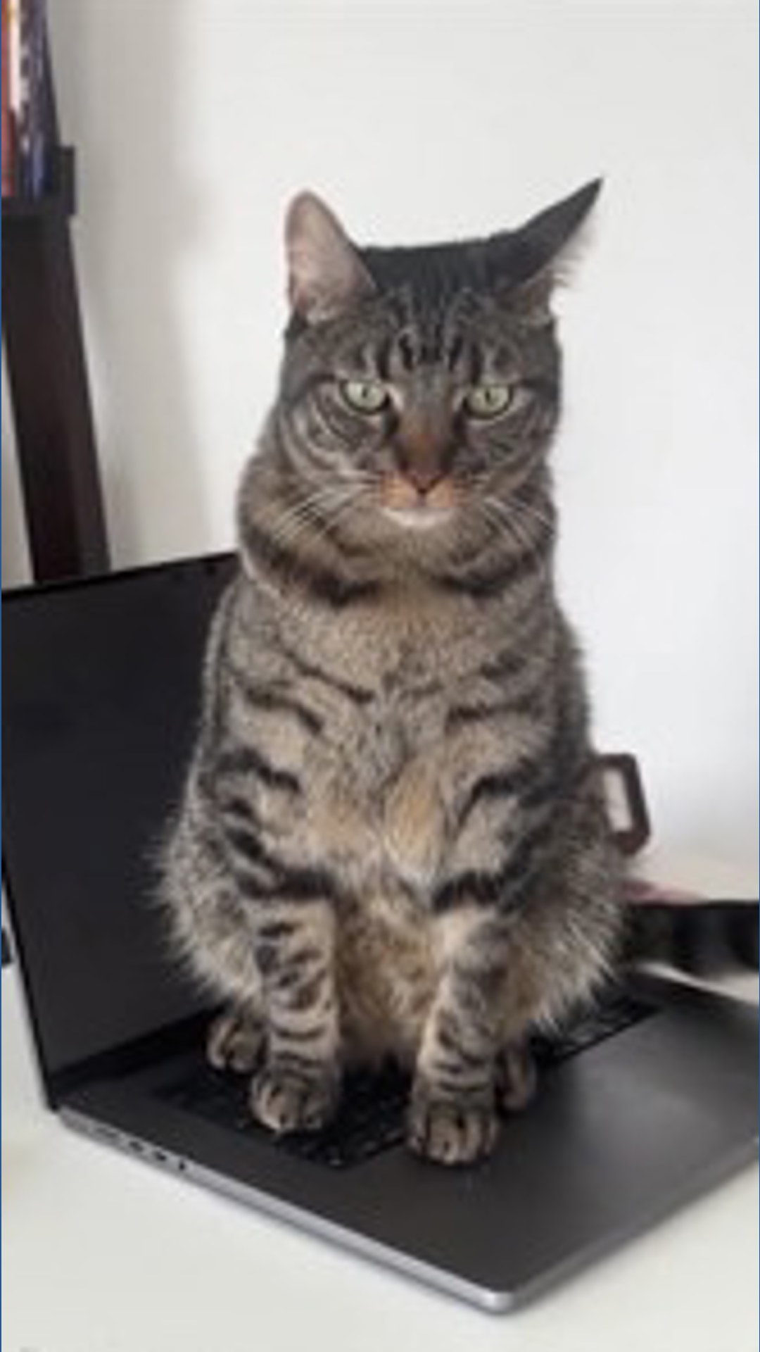 Today in Tech: Keep your computer safe from cats! | wfaa.com