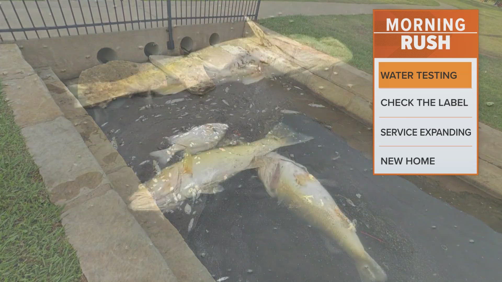 The fish were killed in a pond in Bedford. 