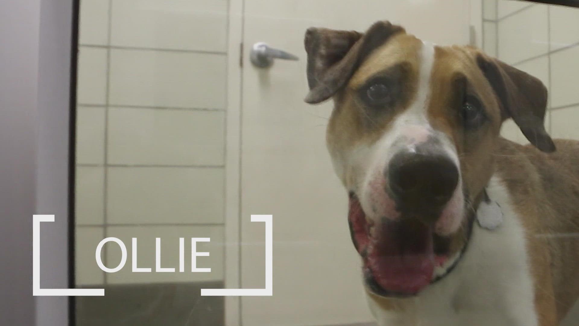 Ollie is looking for a fur-ever home!