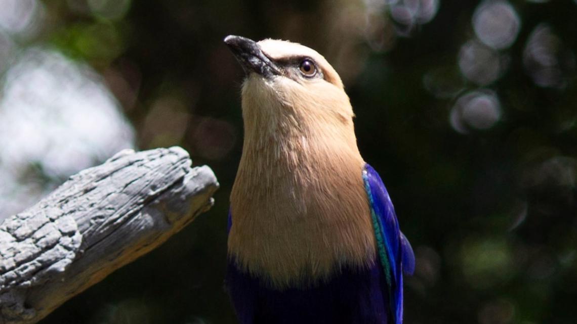 Dallas Zoo removing birds from public due to possible avian flu - Vimarsana News