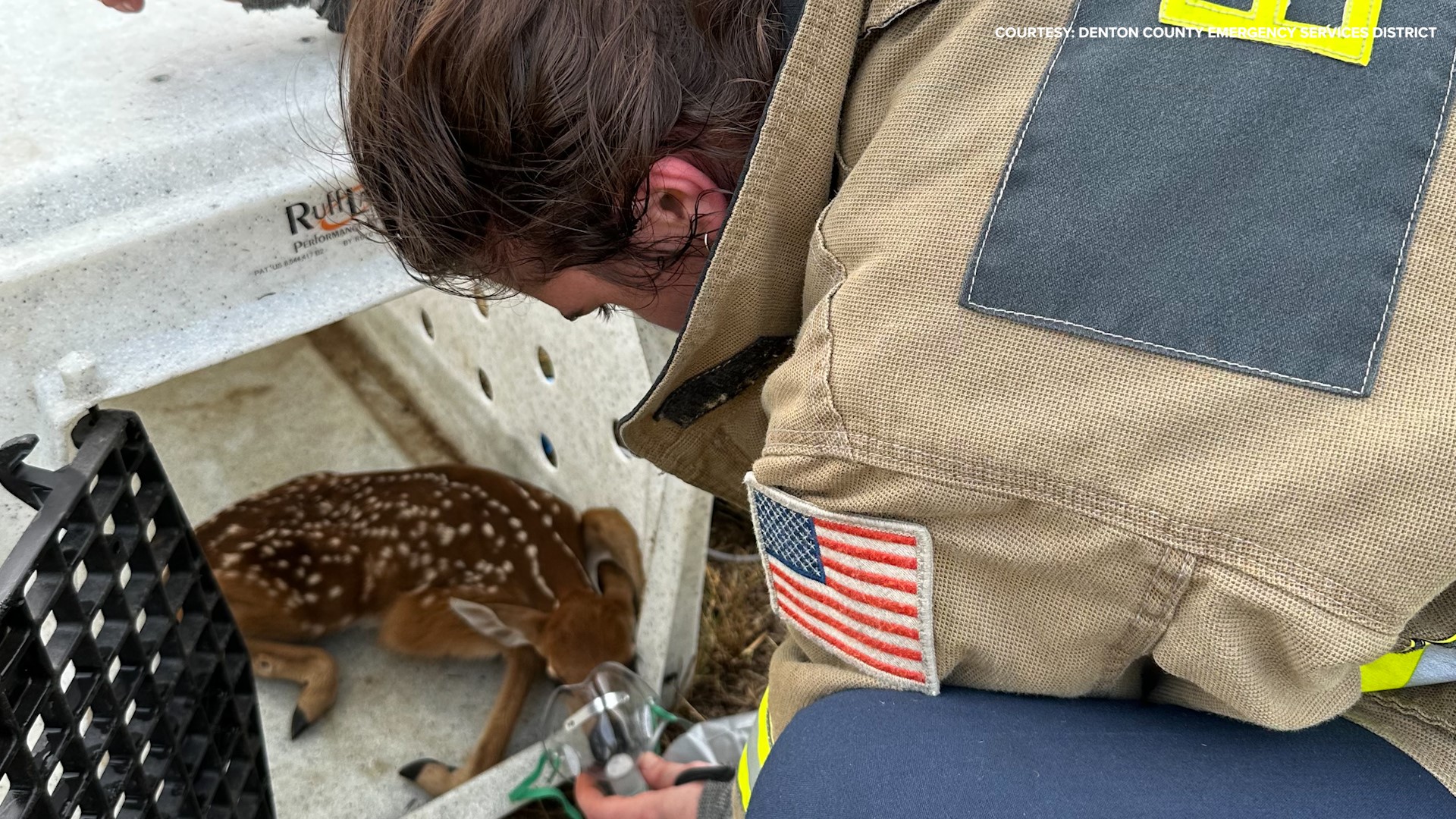 While fighting a grass fire, firefighters came upon a fawn. They were able to rescue it and provide oxygen.