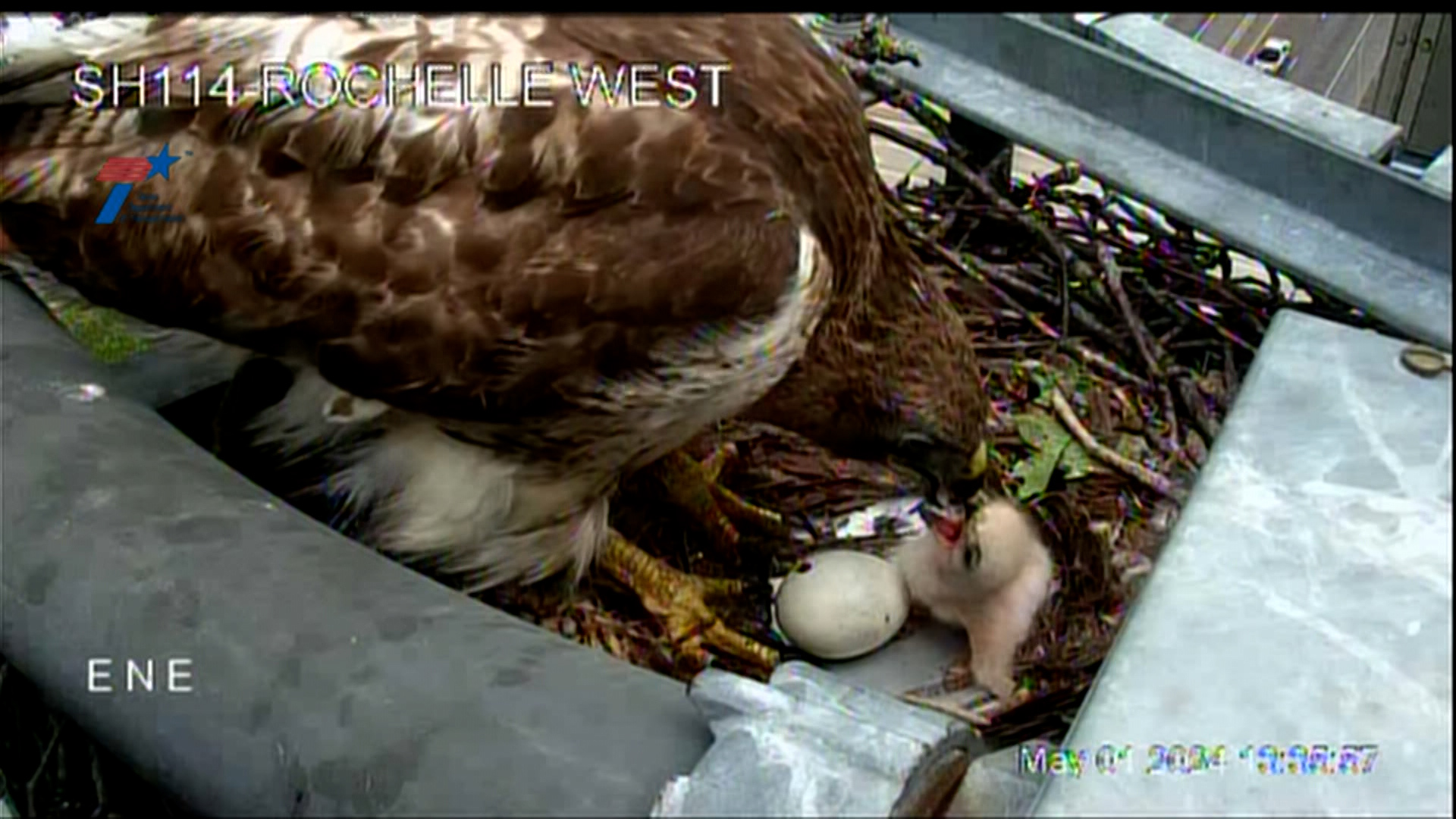 TxDOT cameras captured a hawk feeding its newborn baby.
