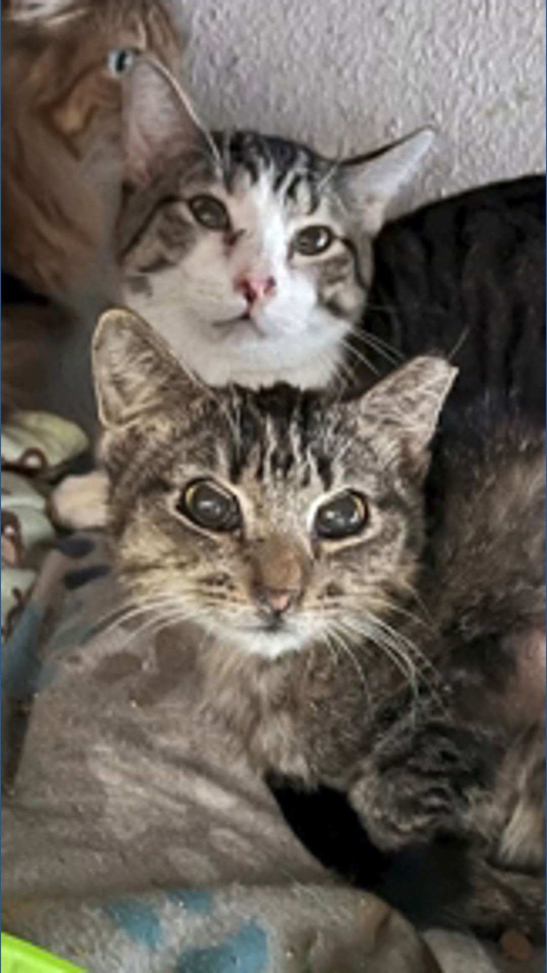 64 cats rescued from ‘deplorable’ Garland home conditions in city's ...
