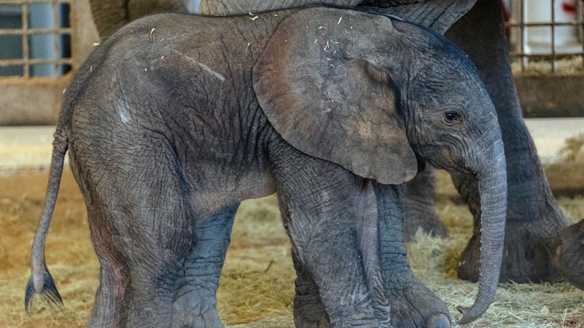 Dallas Zoo welcomes baby elephant 