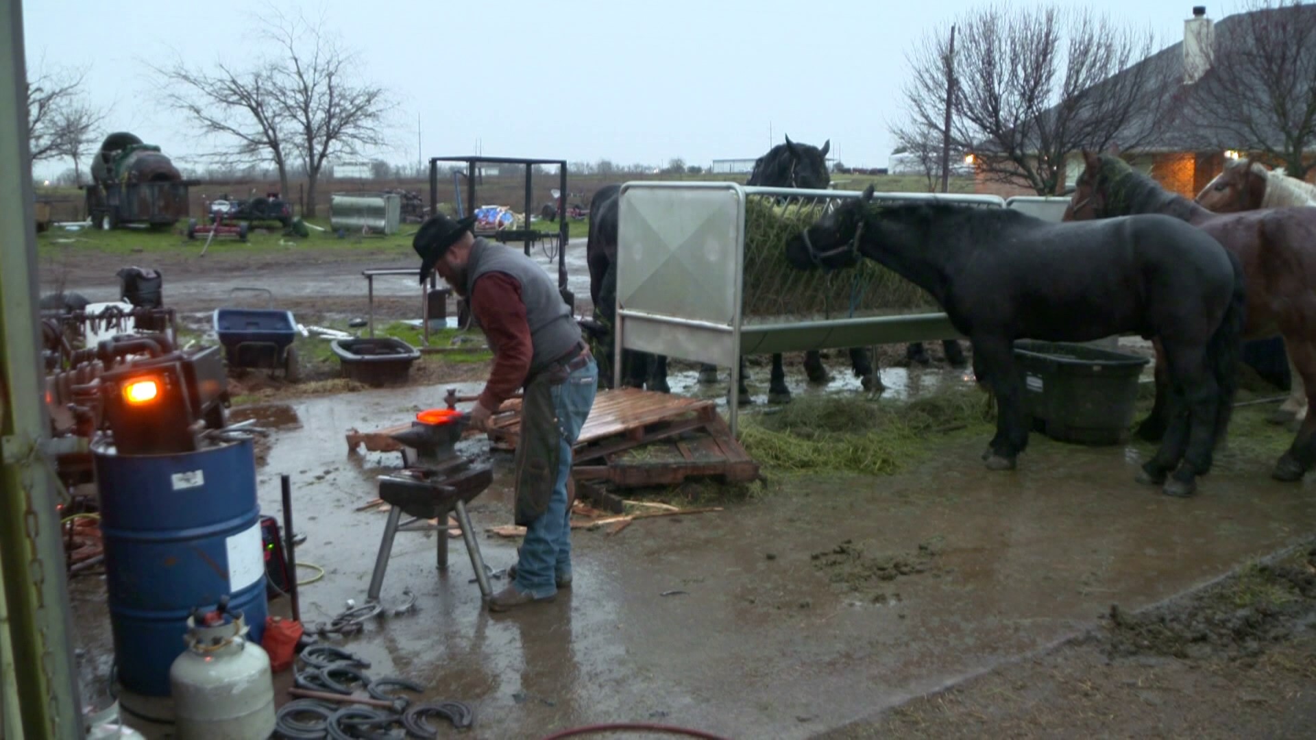 Complaints include street safety and the treatment of the horses. Bans in cities like Chicago and Salt Lake City have already been effected.