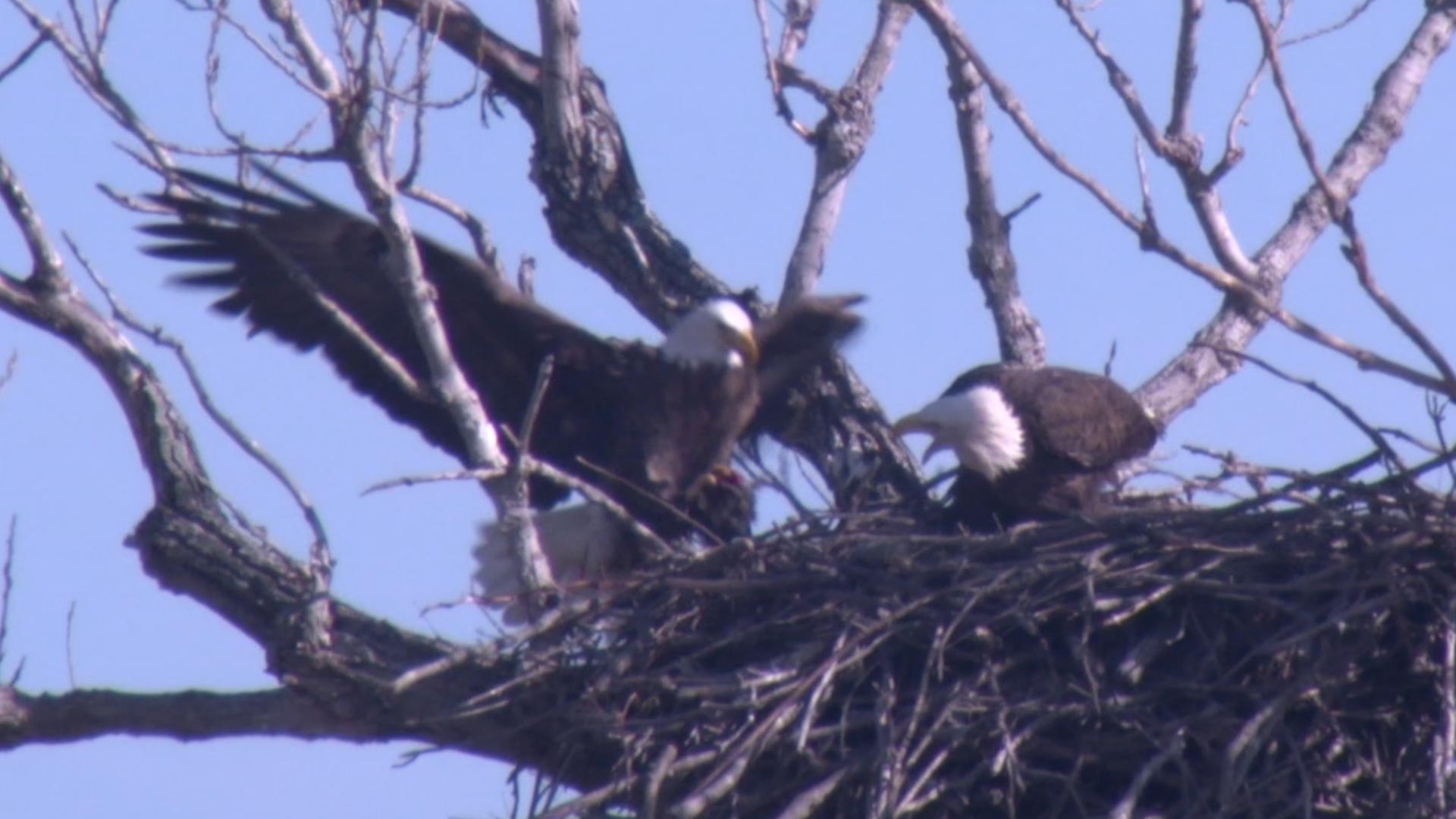 Two bald eagles nested in an area of Forney that is under construction. WFAA captured one of the pair returning to the nest from a successful hunt.