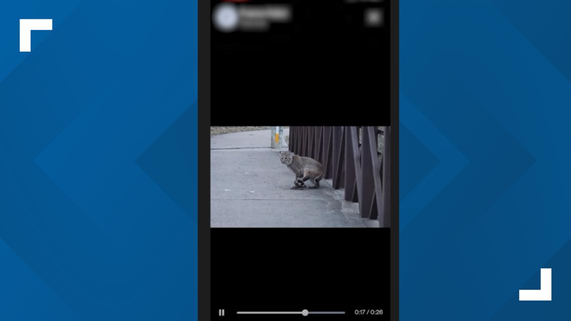 Injured bobcat in North Texas park sparks outrage over use of leg-hold traps