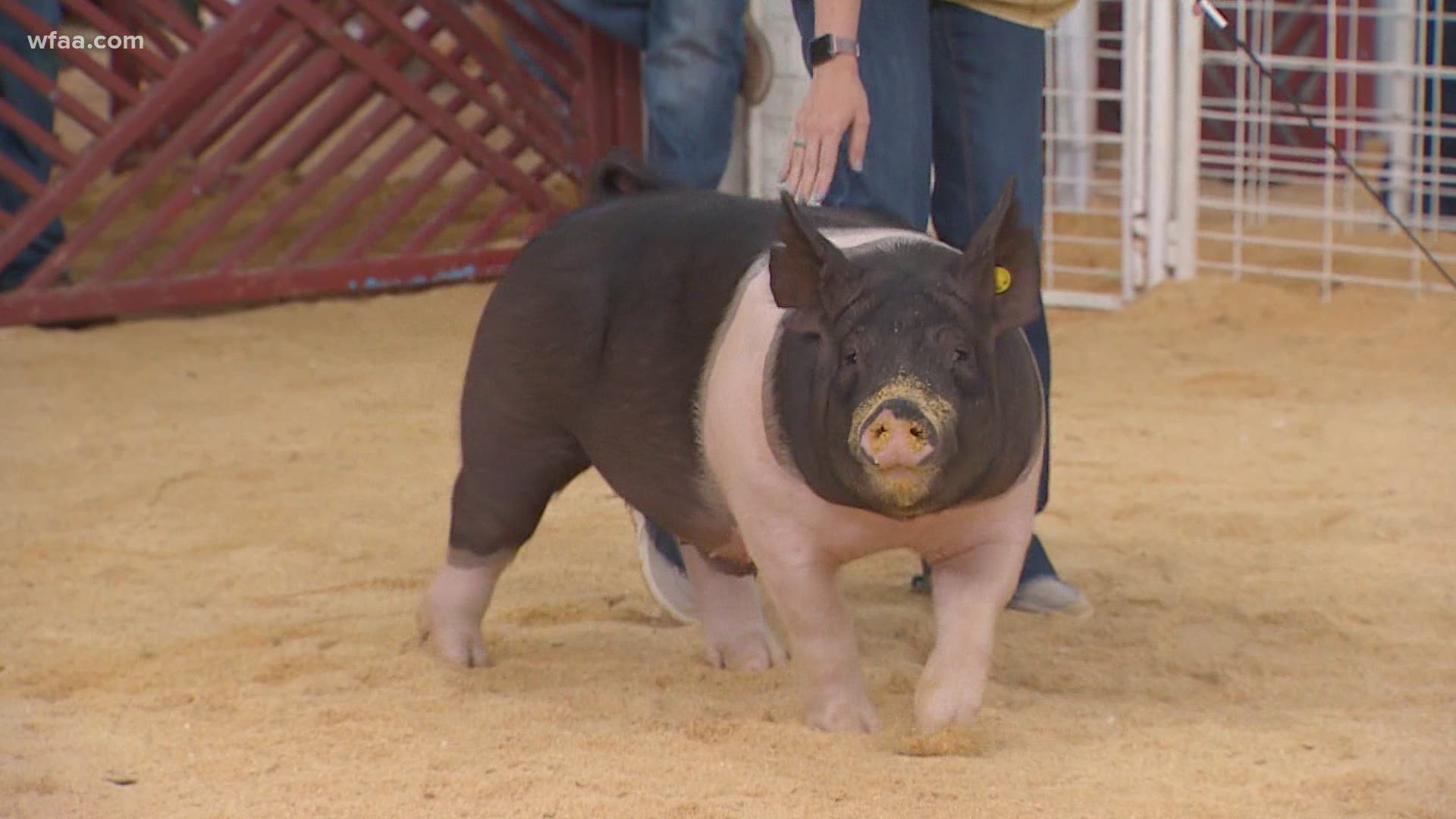 One of the final shows this year at Fair Park was the swine show. But how on earth does a judge decide what makes a winning pig? Reporter Sean Giggy found out.