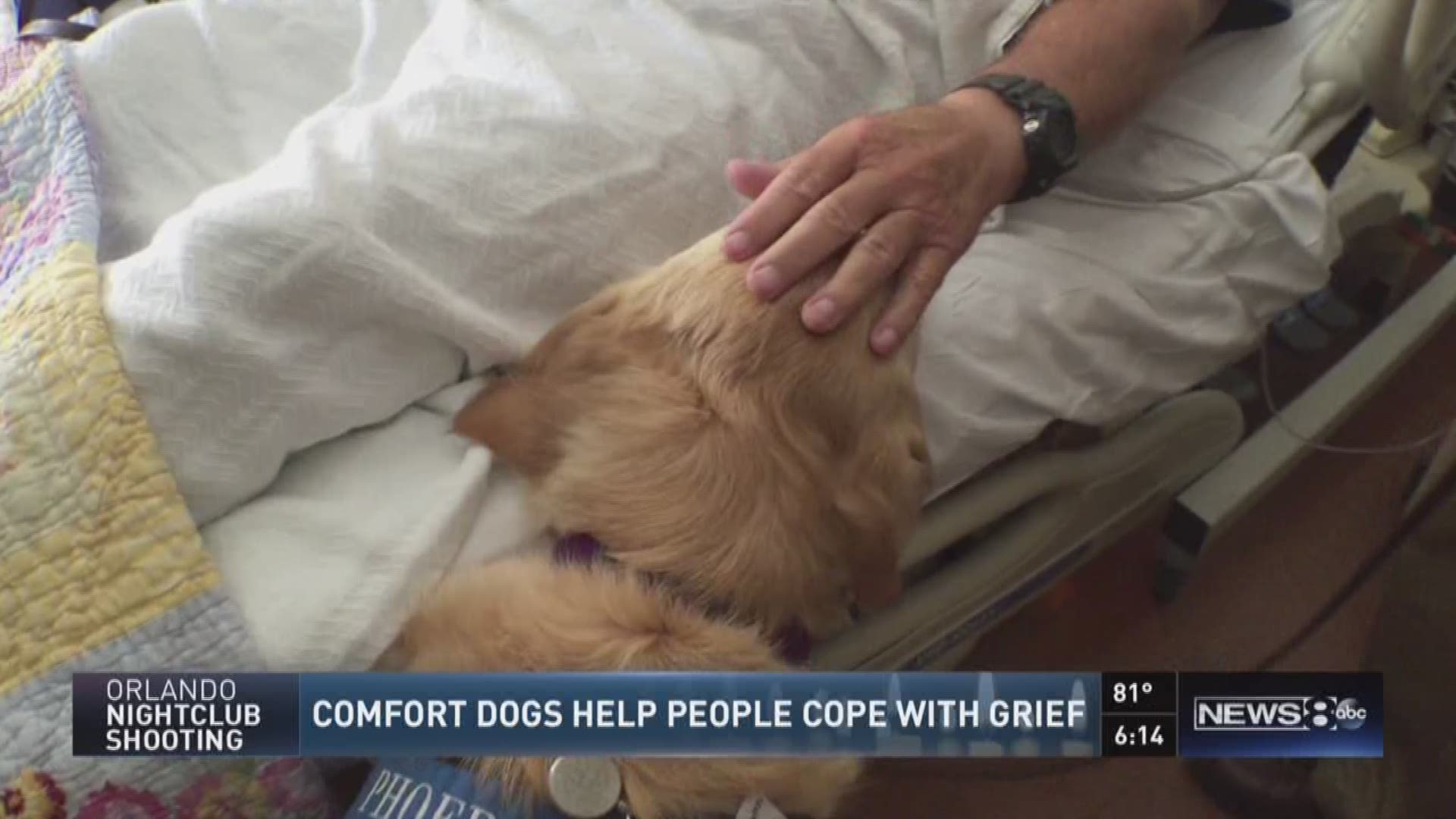 Phoebe the comfort dog helping Orlando victims
