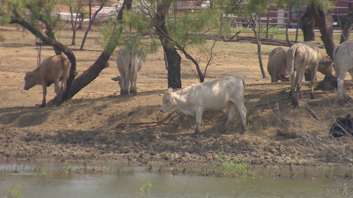 Texas ranch owners dealing with early hay feeding due to heat - Vimarsana News
