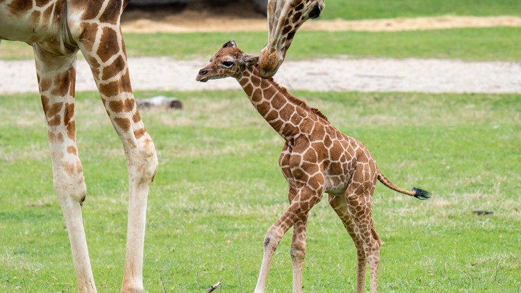 Fossil Rim Wildlife Center welcomes two new baby giraffes | wfaa.com