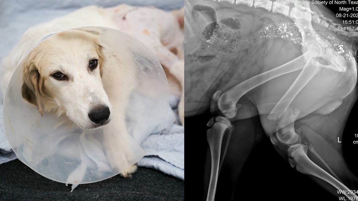 Abandoned dog gets surgery on leg thanks to grant, shelter says