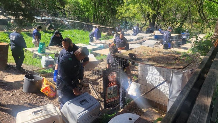 Shooting investigation leads to thousands of chickens seized in Dallas, police sources say