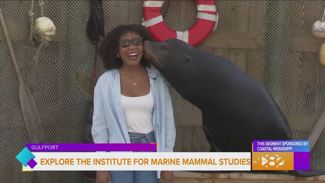 Sponsored: Explore the Institute for Marine Mammal Studies in Gulfport ...