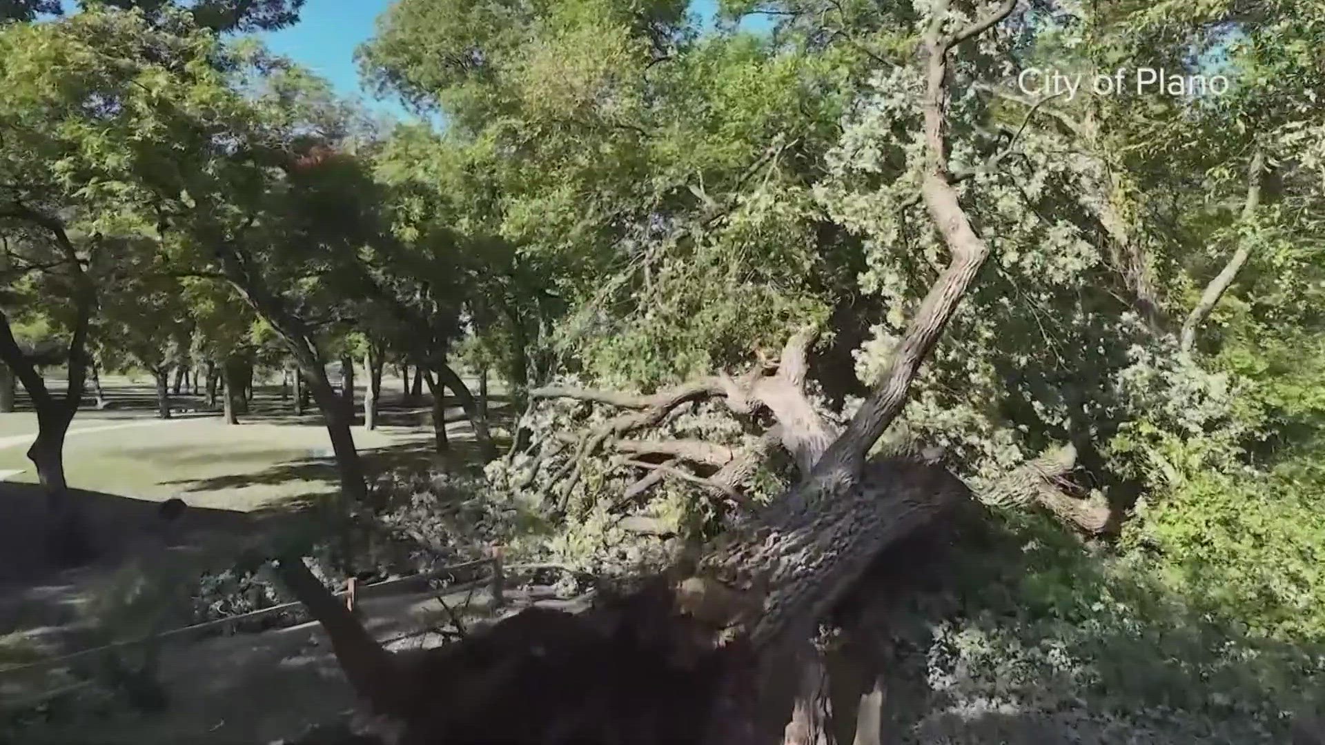 Plano's quadri-quincentennial bur oak that towered over Bob Woodruff Park in Plano fell sometime on Wednesday.