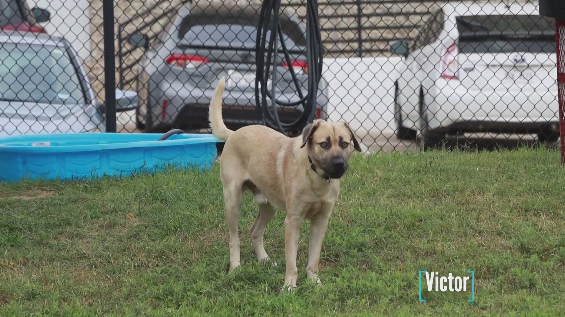 Victor is looking for his fur-ever home!