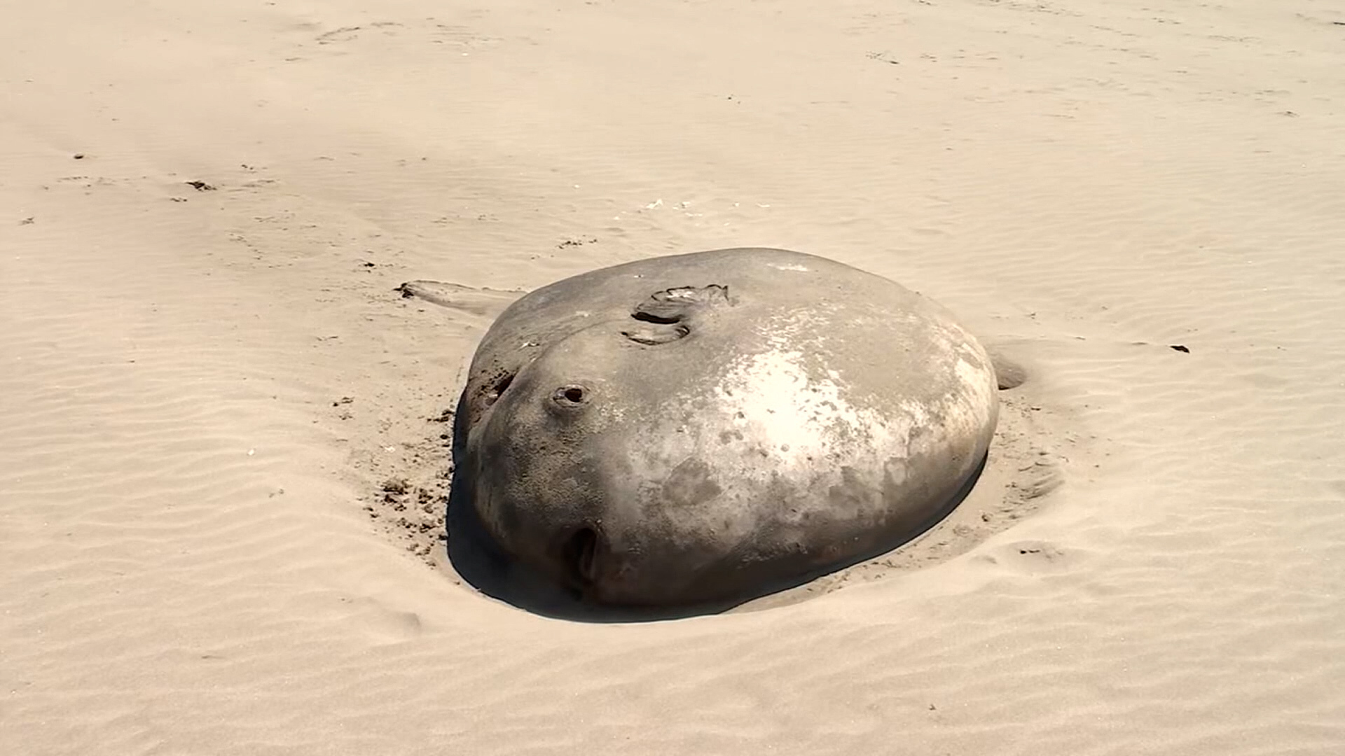 People flocked to an Oregon beach after a large 7-foot hoodwinker sunfish washed ashore.