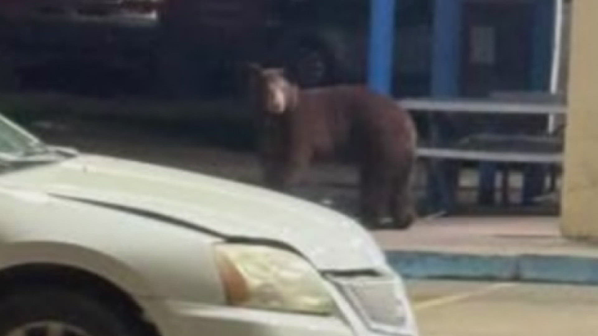 Biologists confirm a black bear sighting in Savoy, Texas.