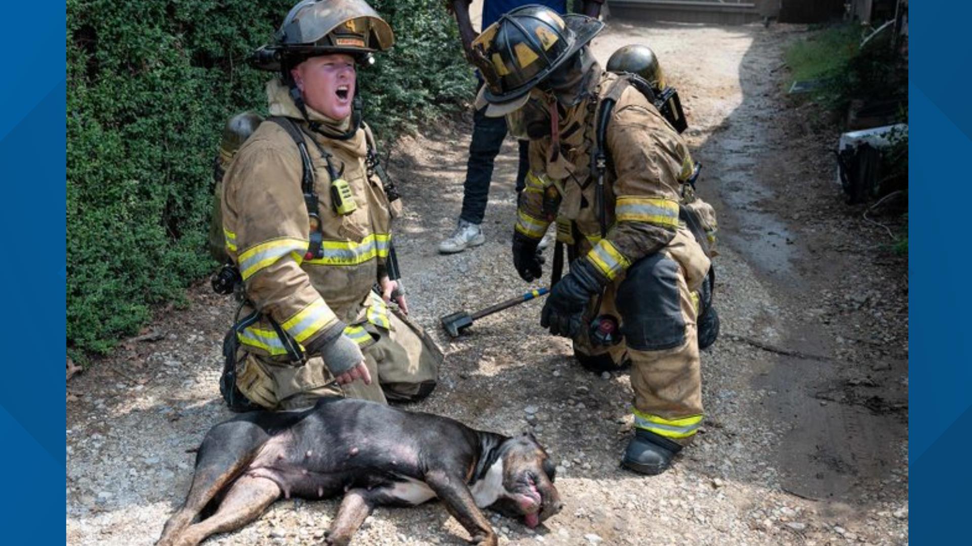 Firefighters rescue kittens, pregnant dog from Fort Worth fire | wfaa.com