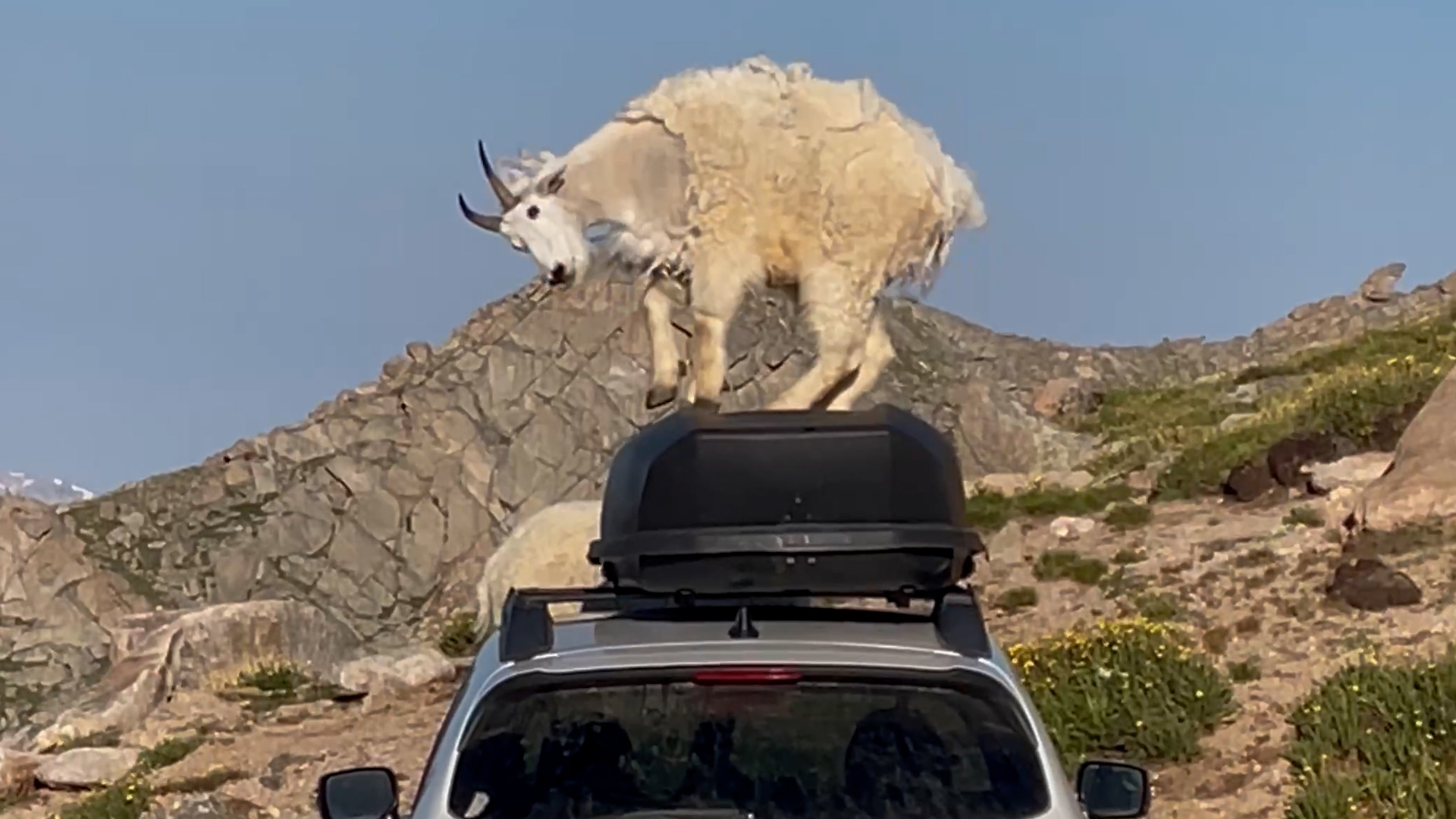 A pair of mountain goats tap their hooves on top of a camper's Subaru out in the Colorado wilderness.