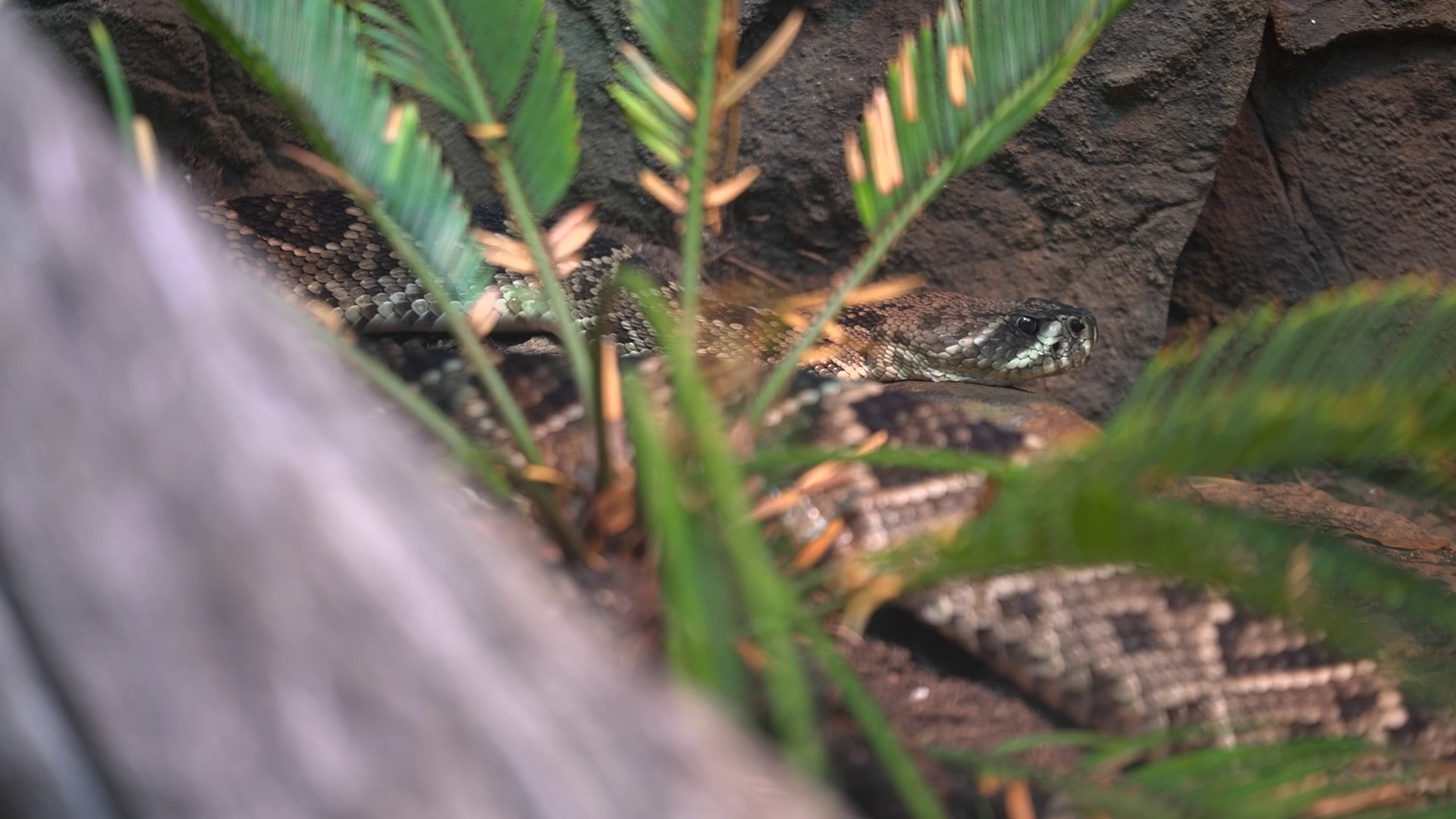 Award-winning reporter and alleged snake documentarian Matt Howerton went to the zoo in a scientific effort to understand the key to a glorious Texas Rangers victory
