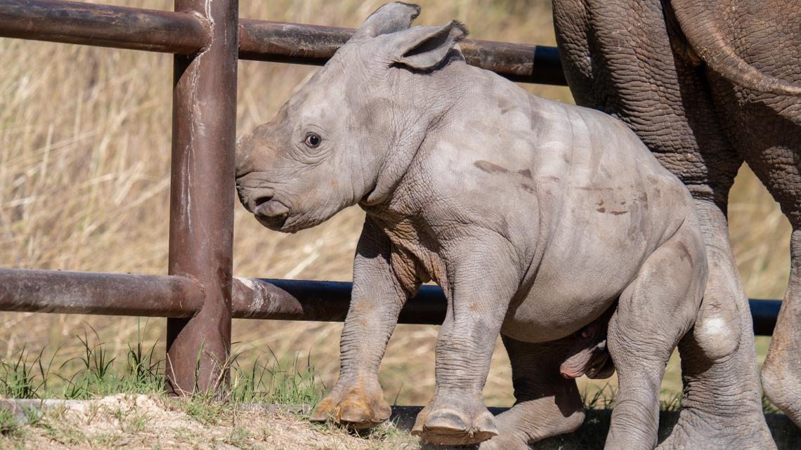 PHOTOS: Meet Turbo! Fossil Rim Wildlife Center's new baby Rhino | wfaa.com