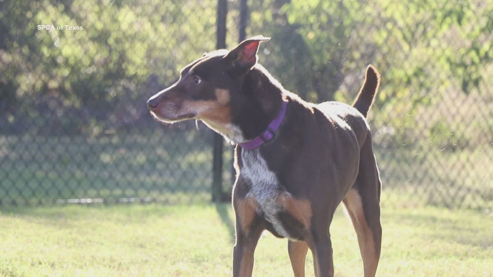 Alexa is available for adoption through the SPCA of Texas.