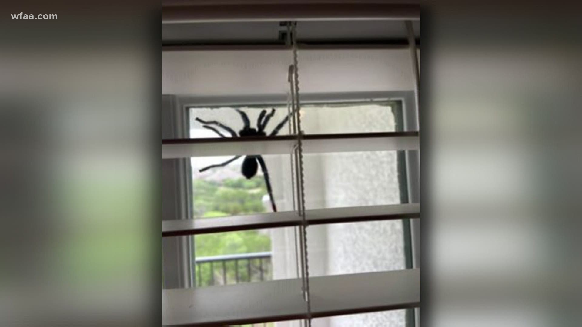 A Texas woman found a huge spider at her new home. Experts say it's likely a Texas Tan Tarantula which can grow up to 6 inches.