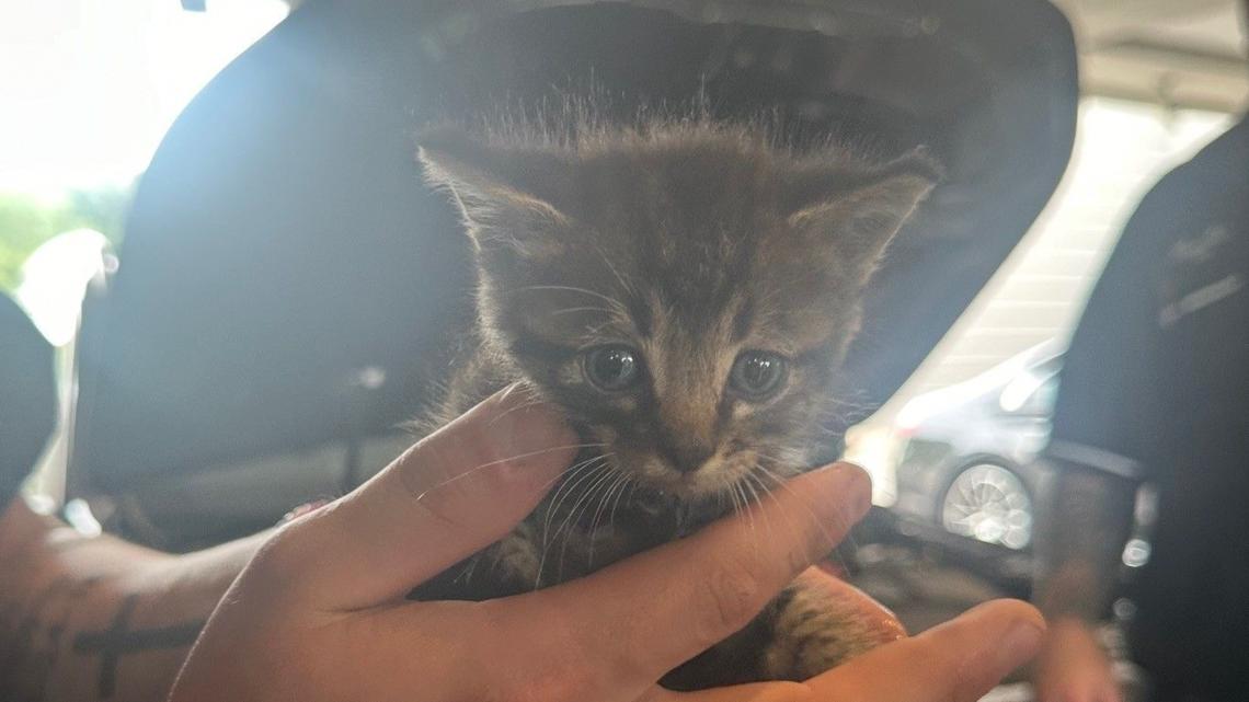 Fort Worth dealership workers save kitten stuck inside car - Vimarsana News