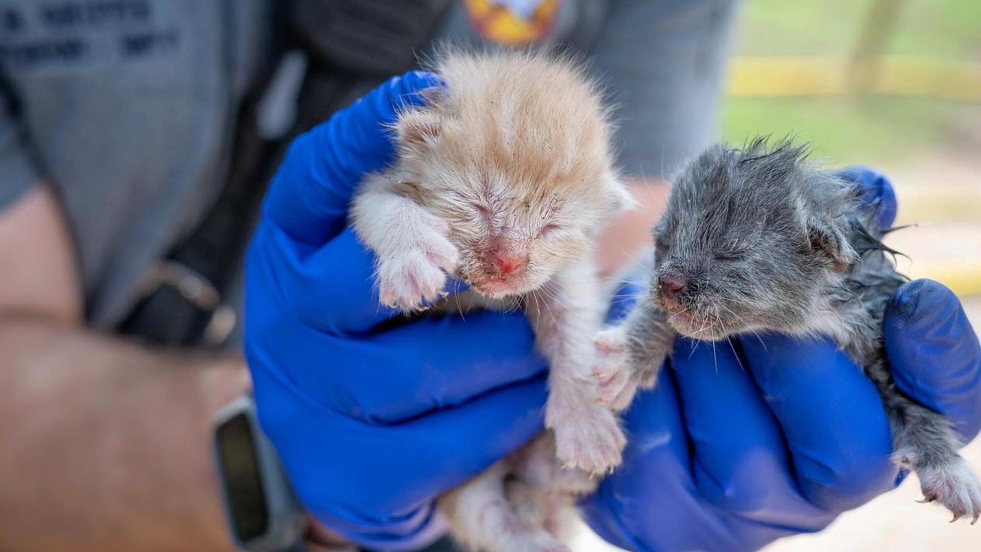 Firefighters rescue kittens, pregnant dog from Fort Worth fire | wfaa.com