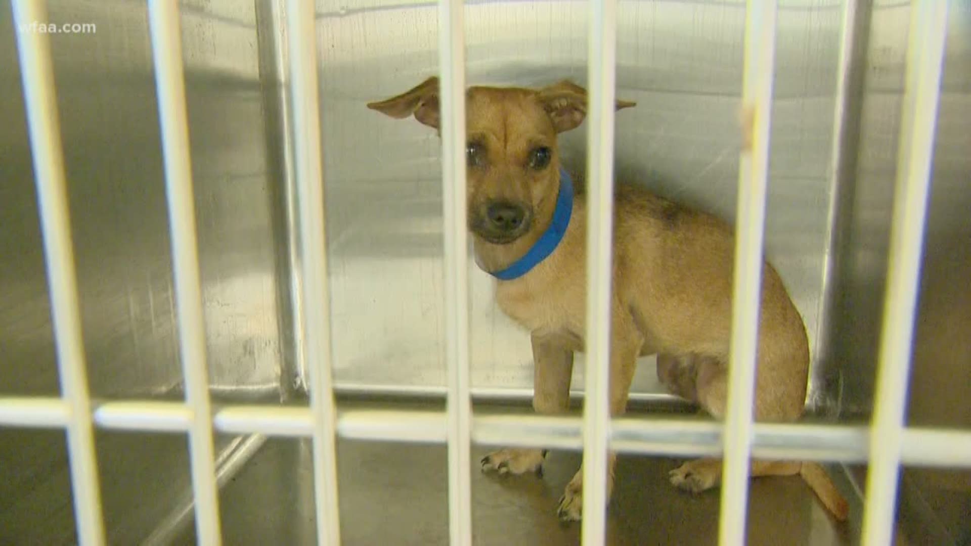 Fort Worth shelter took in 266 animals in just four days. Shelter officials said the pets were given up by their owners.