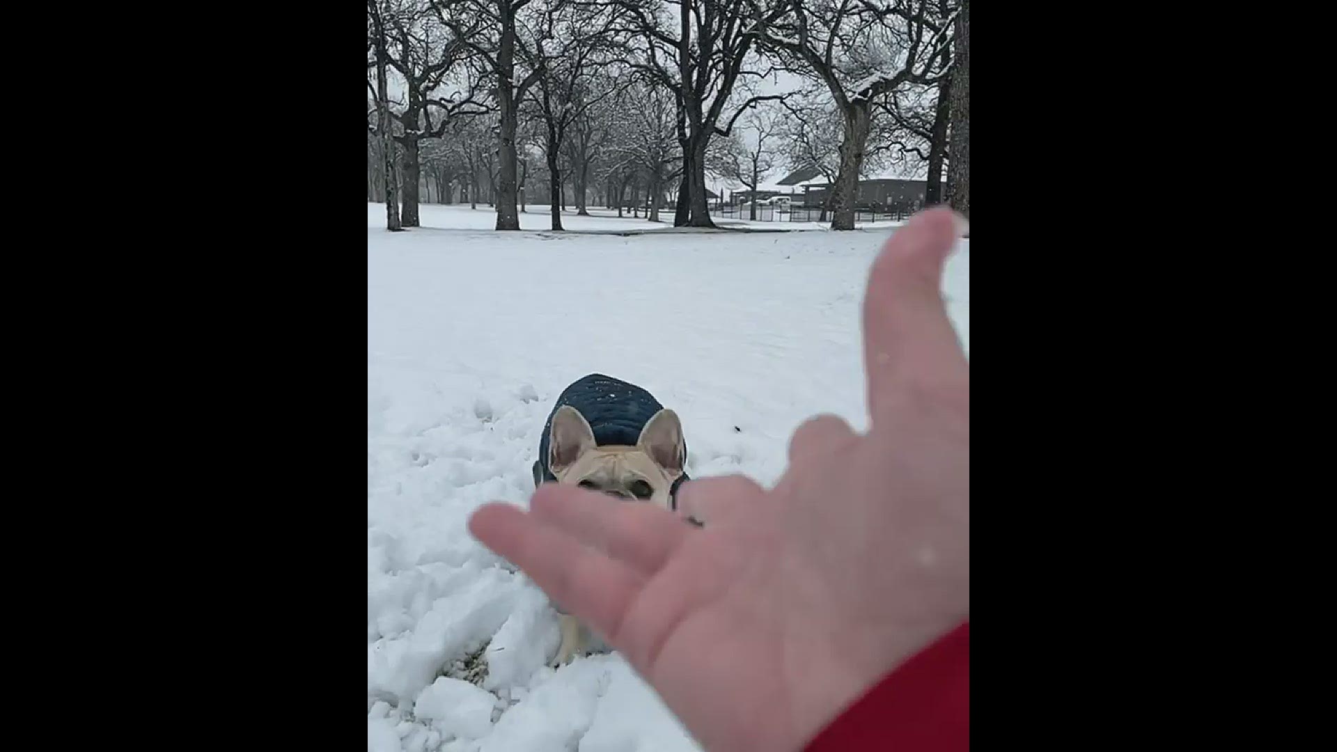 Rizzo the French bulldog catching a snowball