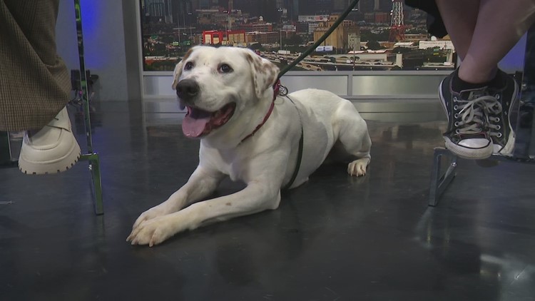 Tailwaggers: Meet 2-year-old Bonnie!