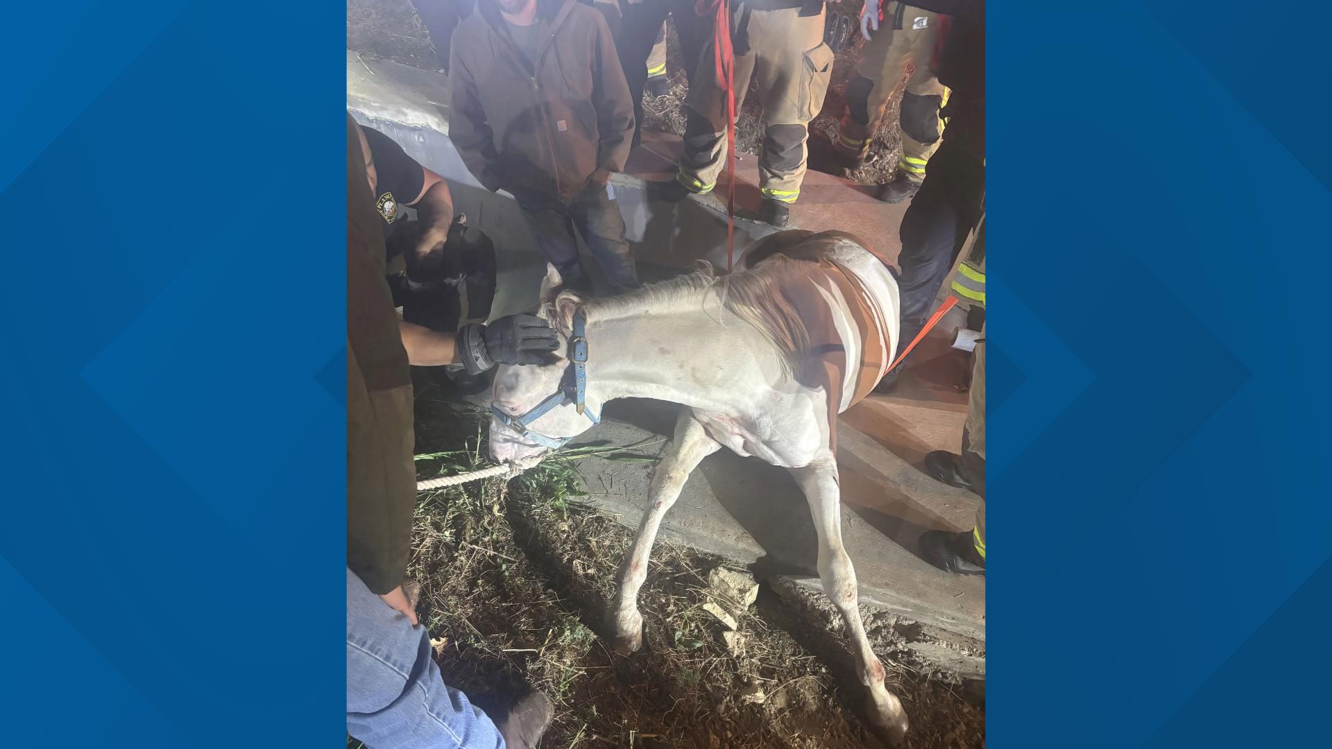 Plano firefighters rescue horse trapped in drainage ditch after ...