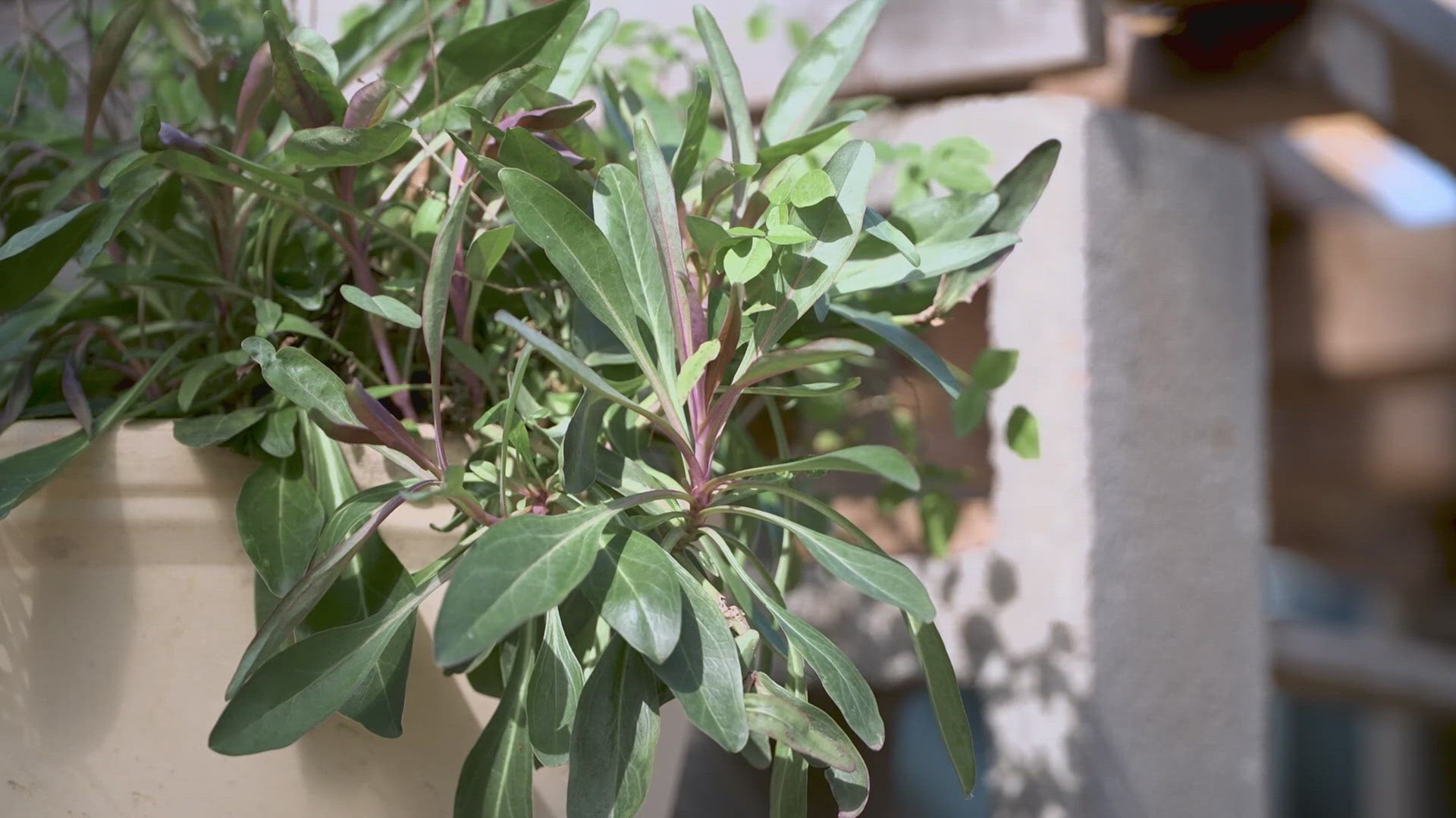 How to protect your plants ahead of potential freeze and snow | wfaa.com