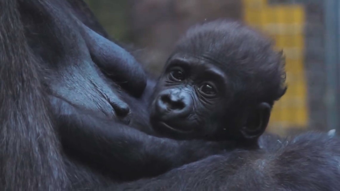 Baby Gorilla Jameela: Cleveland Metroparks Zoo Shares New Update | Wfaa.com