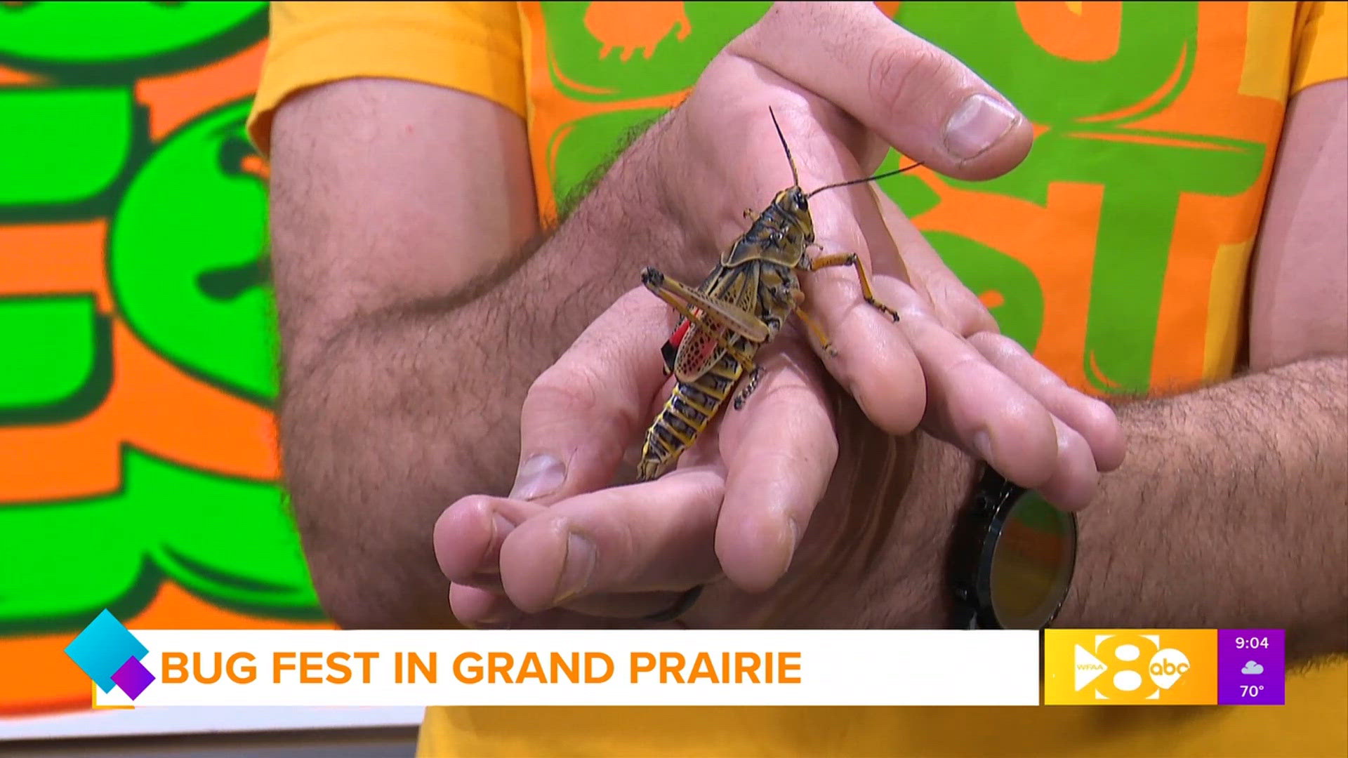 Bug Fest in Grand Prairie | wfaa.com