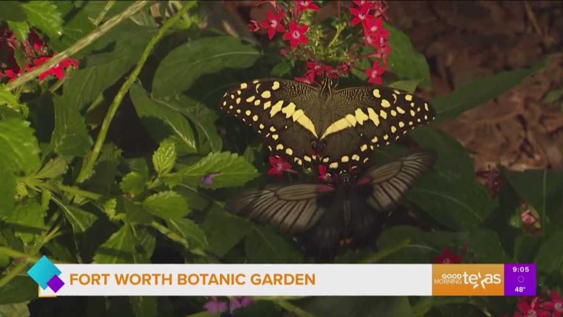 The butterflies are back at the Fort Worth Botanic Garden | wfaa.com