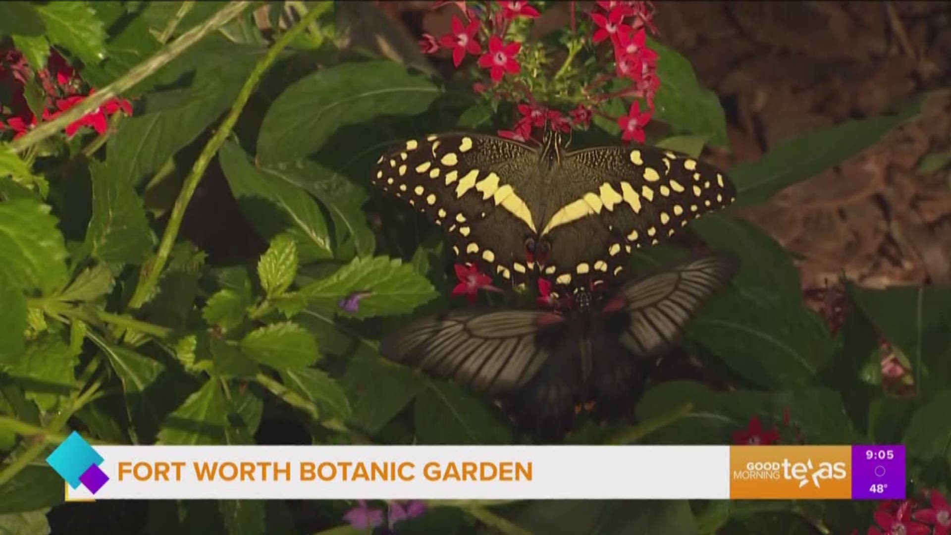 The Butterflies Are Back At The Fort Worth Botanic Garden Wfaa Com