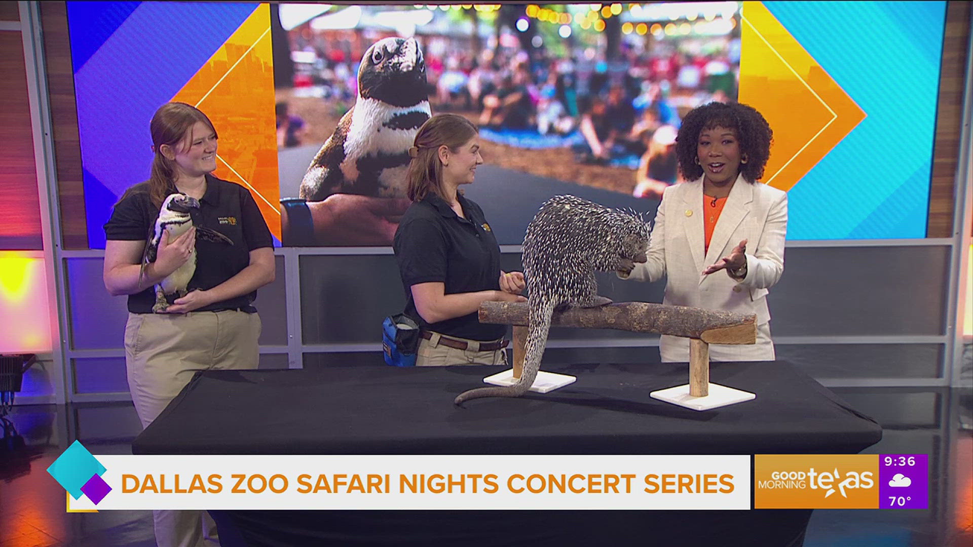 Find out what you can experience this summer at the Dallas Zoo at the Safari Nights concert series.
