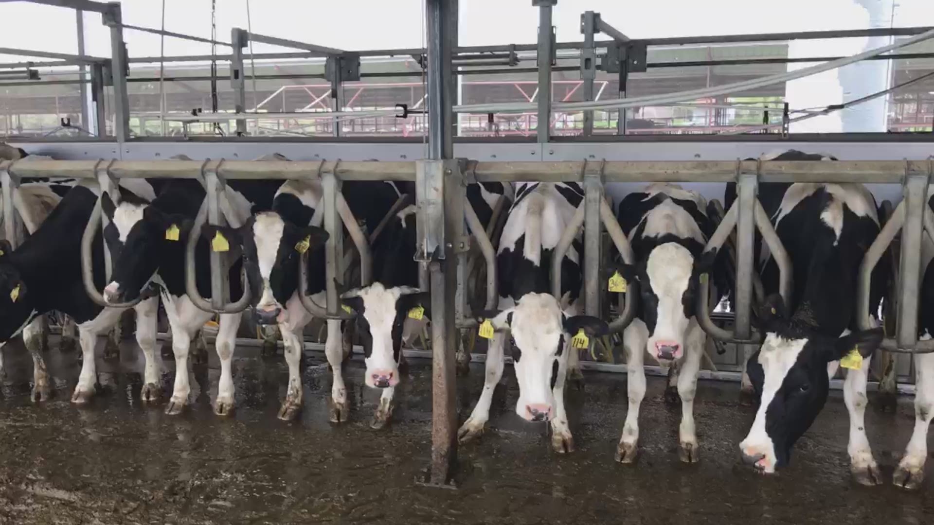 Dairy farmers in Texas have been forced to flush away thousands of gallons of milk as demand shrinks while restaurants and schools are closed.
