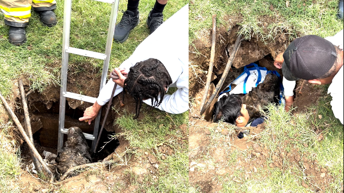 When a bullmastiff named Violet fell into a defunct septic tank, Dallas-Fire Rescue responded to the scene to rescue the dog.