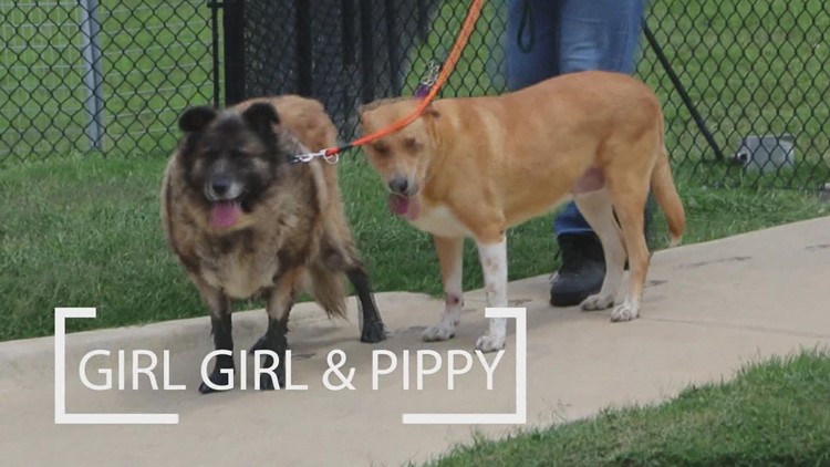 Tailwaggers: Meet Girl Girl & Pippy!