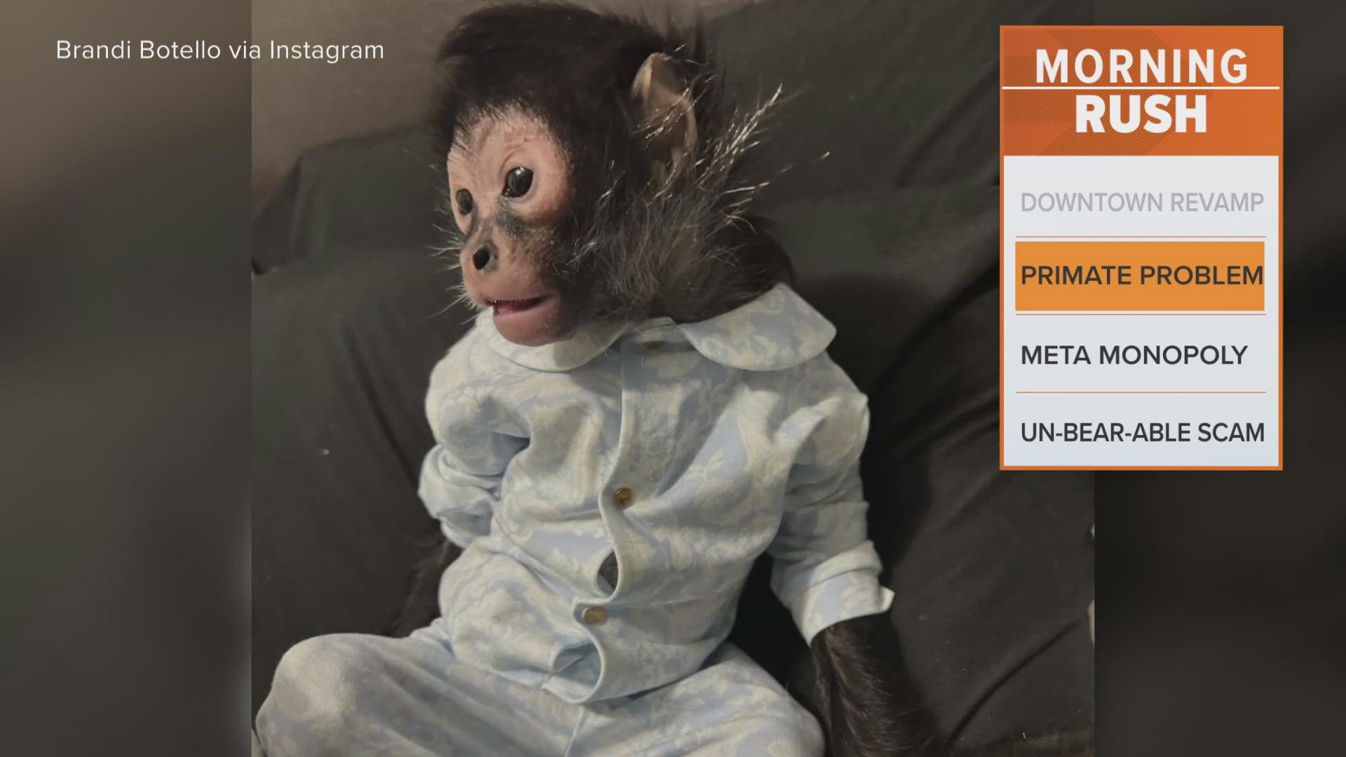 The nearly-3-year-old spider monkey was confiscated by police after a car crash in Dallas and is now at a wildlife sanctuary, officials say.