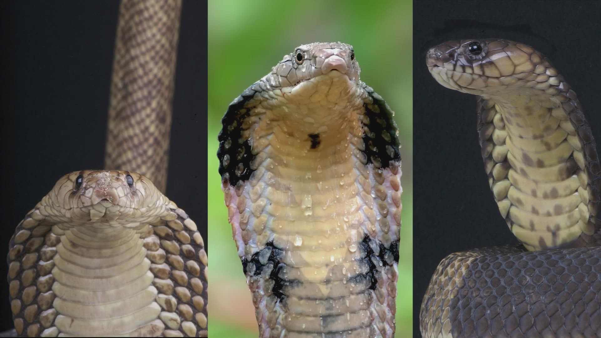 What happened to the Grand Prairie cobra? Curious Texas investigates